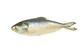 Dayseaday Hilsa Whole Round/Kg